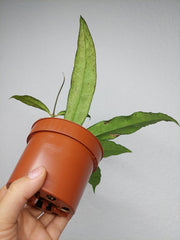 Hoya Finlaysonii Sukirin