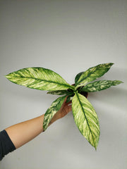 Spathiphyllum Sensation Variegata