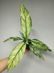 Spathiphyllum Sensation Variegata