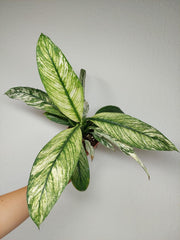 Spathiphyllum Sensation Variegata