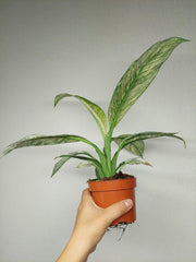 Spathiphyllum Sensation Variegata