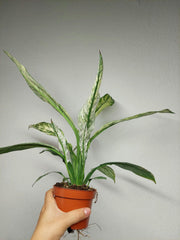 Spathiphyllum Sensation Variegata
