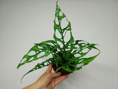 Monstera Obliqua Peru