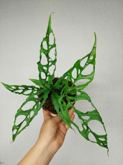 Monstera Obliqua Peru