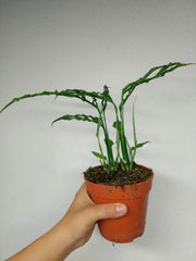 Monstera Obliqua Peru