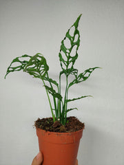 Monstera Obliqua Peru