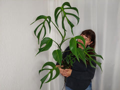 Monstera Burle Marx Flame XXL