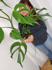 Monstera Burle Marx Flame XXL