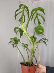 Monstera Burle Marx Flame XXL