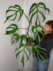 Monstera Burle Marx Flame XXL