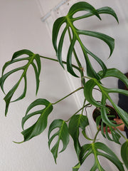 Monstera Burle Marx Flame XXL