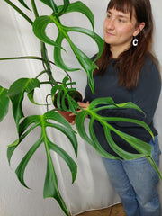 Monstera Burle Marx Flame XXL