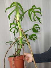 Monstera Burle Marx Flame XXL
