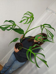 Monstera Burle Marx Flame XXL