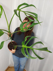 Monstera Burle Marx Flame XXL