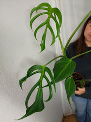 Monstera Burle Marx Flame XXL