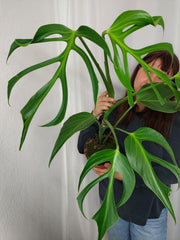 Monstera Burle Marx Flame XXL