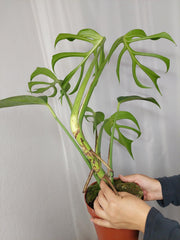 Monstera Burle Marx Flame XXL