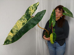 Philodendron Billietiae Variegata XXL