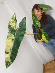 Philodendron Billietiae Variegata XXL