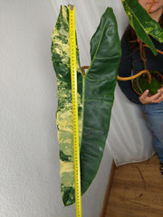 Philodendron Billietiae Variegata XXL