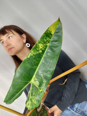 Philodendron Billietiae Variegata XXL