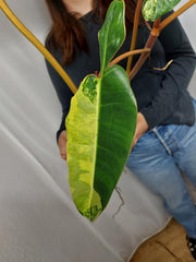 Philodendron Billietiae Variegata XXL