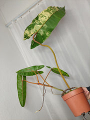 Philodendron Billietiae Variegata XXL