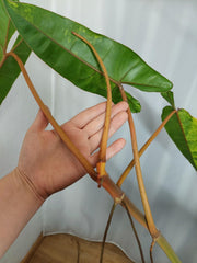 Philodendron Billietiae Variegata XXL