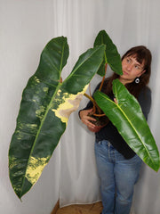 Philodendron Billietiae Variegata XXL