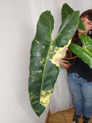 Philodendron Billietiae Variegata XXL