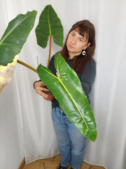 Philodendron Billietiae Variegata XXL