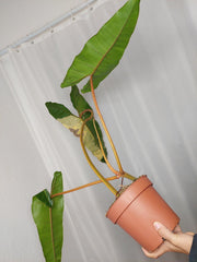 Philodendron Billietiae Variegata XXL