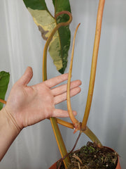Philodendron Billietiae Variegata XXL