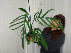 Monstera Croatii