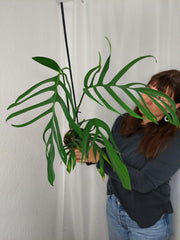 Monstera Croatii