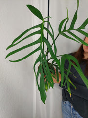 Monstera Croatii