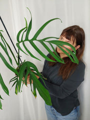 Monstera Croatii