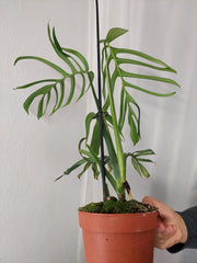 Monstera Croatii