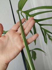 Monstera Croatii