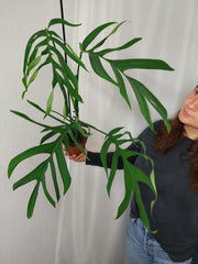 Monstera Croatii
