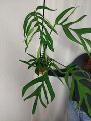 Monstera Croatii