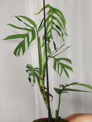 Monstera Croatii