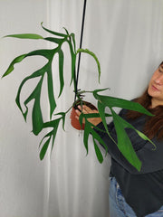 Monstera Croatii
