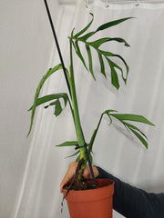 Monstera Croatii