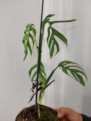 Monstera Croatii