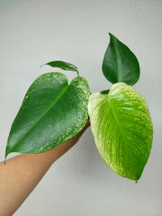 Monstera Devil Monster