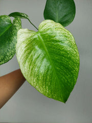 Monstera Devil Monster