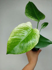 Monstera Devil Monster
