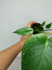 Monstera Devil Monster